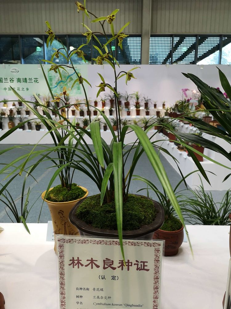 清流台创园园区精品兰花在花博会获佳绩