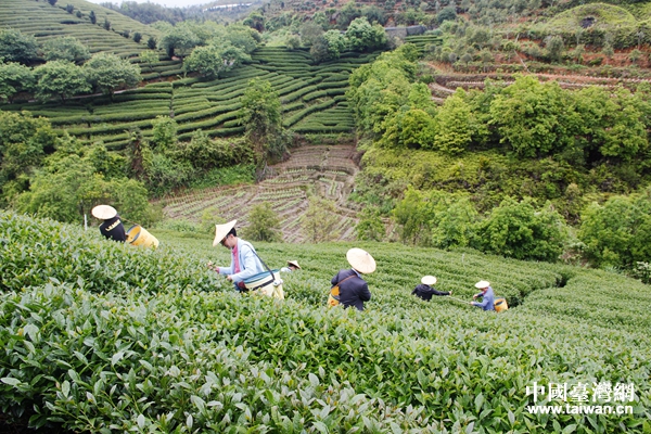 台品櫻花茶園採茶