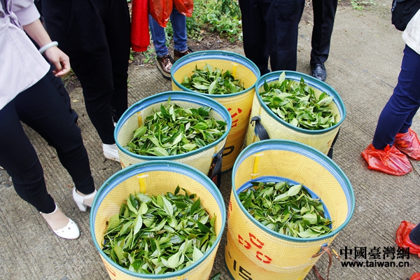 大家共同採的茶